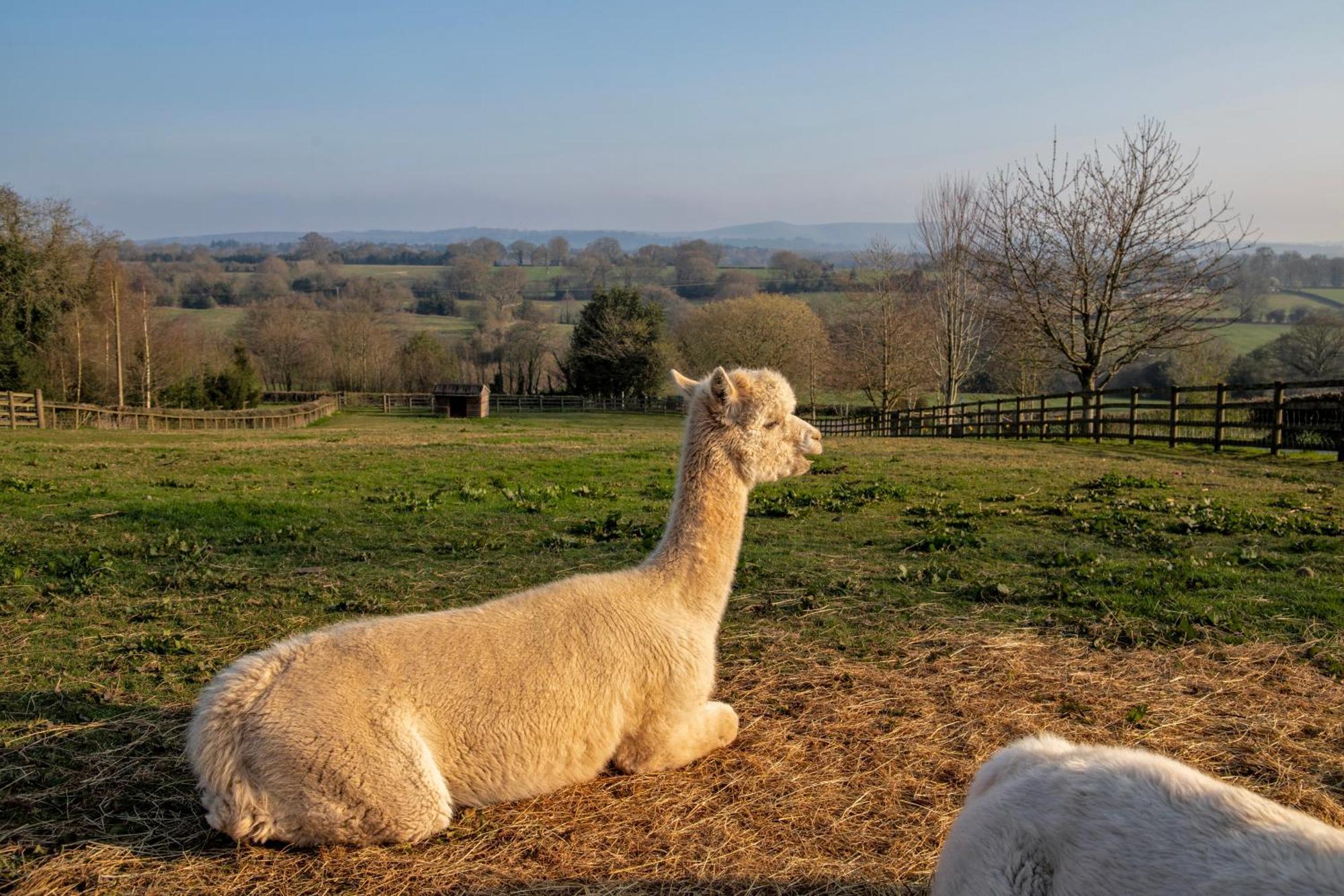 Charlie'S Cottage With Alpacas And 7Mins Drive To Alton Towers Denstone Dış mekan fotoğraf